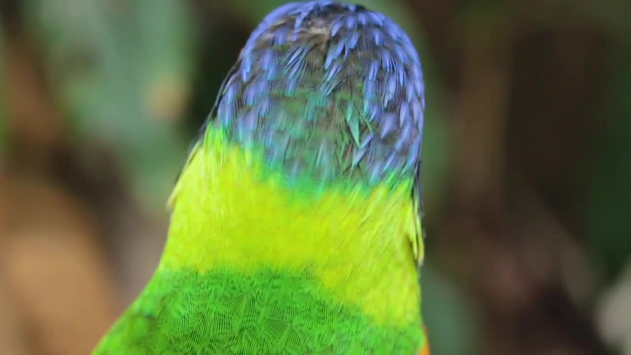 Baby Animals 🔴 Funny Parrots | Cute Birds Compilation (2021) | sweet voice parrots