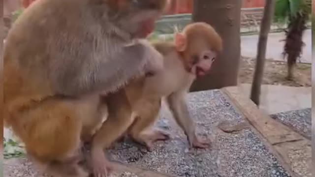 Playing monkey with baby monkey