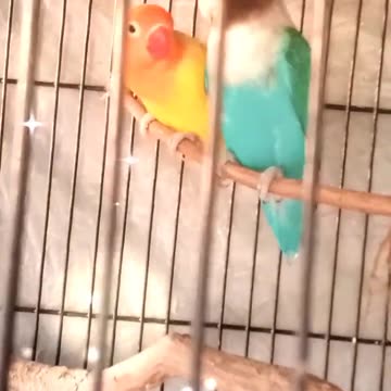 Love 😘 💕 BIRDS FAMILY