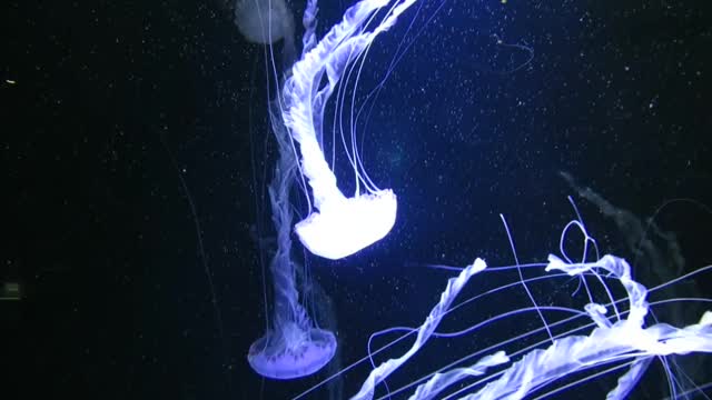 jellyfish