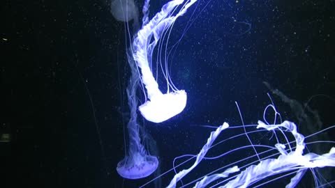 jellyfish