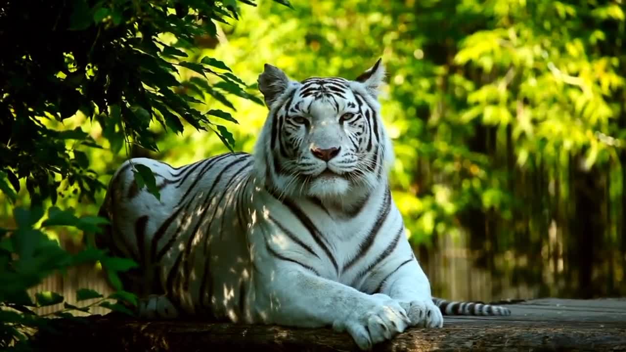 amezing animals video||top amezing animals forest