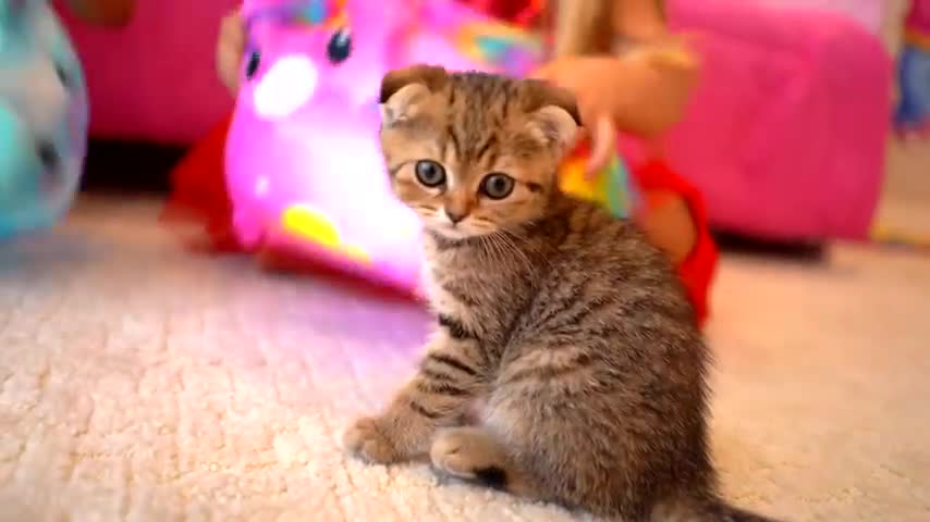 Diana and Roma take care of the kitten_480p.mp4