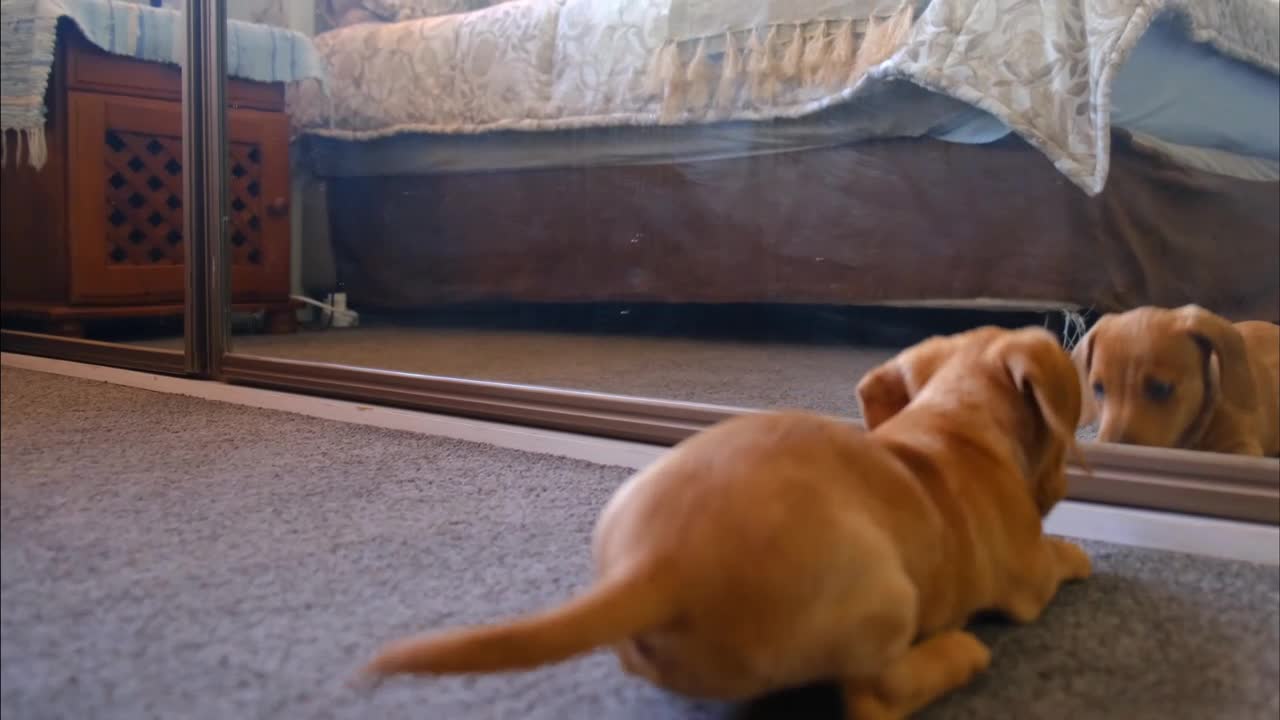 Mirror prank on Labrador puppy | Dog vs Mirror |