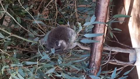 Koala On Branches