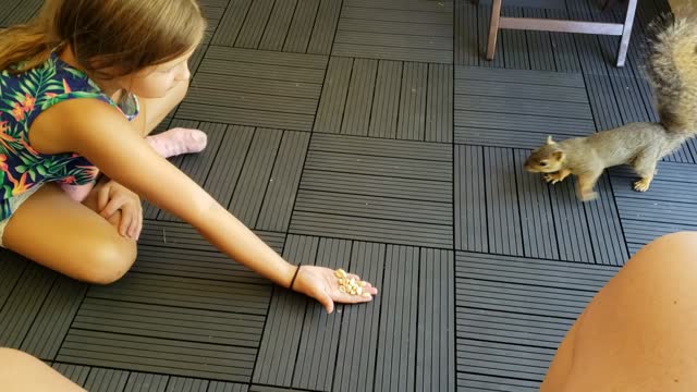 Squirrel Eating Peanuts From Hand