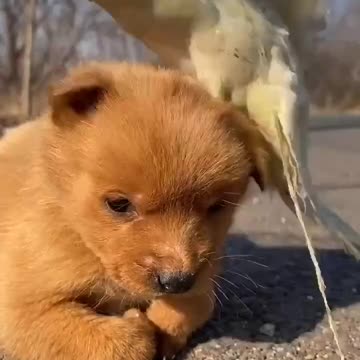 Cute Animals Compilation 100