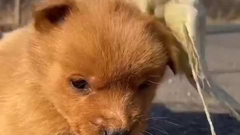 Cute Animals Compilation 100