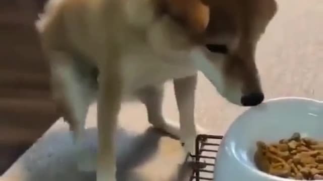 This puppy happy that he can eat