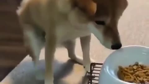 This puppy happy that he can eat