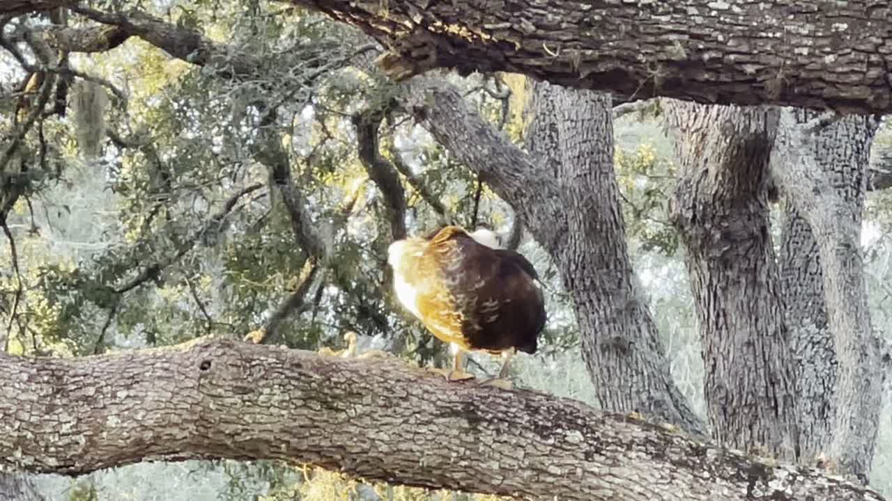 RingDing up in the tree