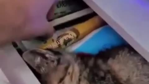 The Funniest Cat Videos on the Internet 🤣🐱