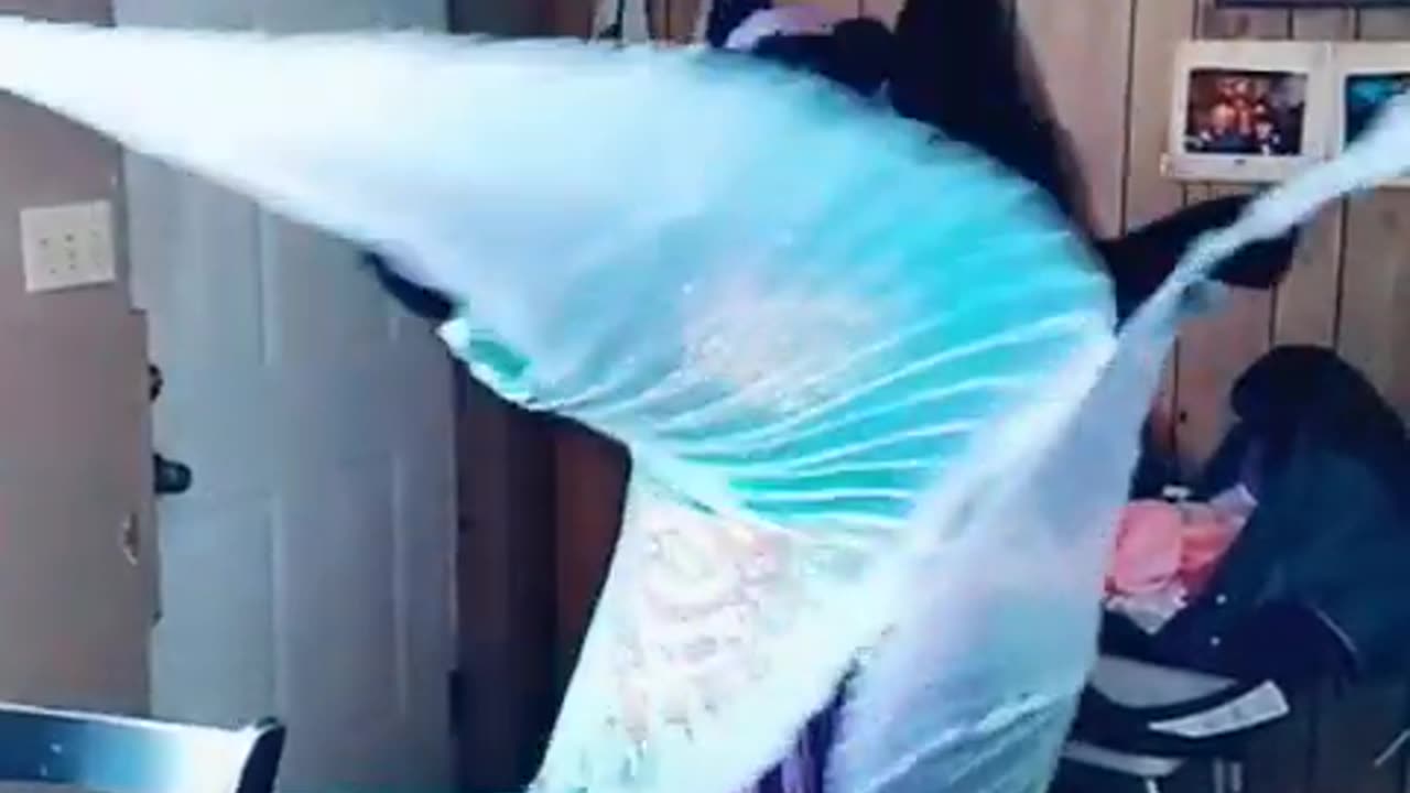 Furry Gitana AYE CHIHUAHUA