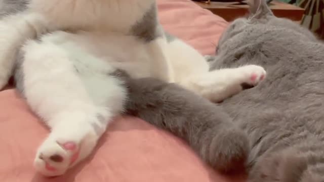 Your Lovely Cat 😻 Make you feel Happy