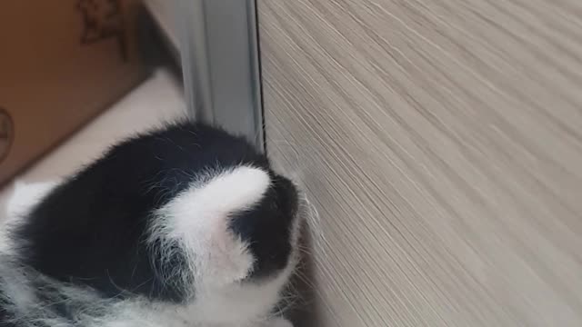 A kitten licking the wall