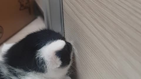 A kitten licking the wall