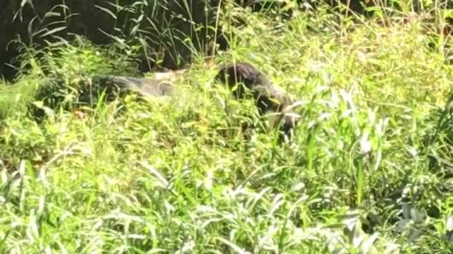 The cat walks through the grass.