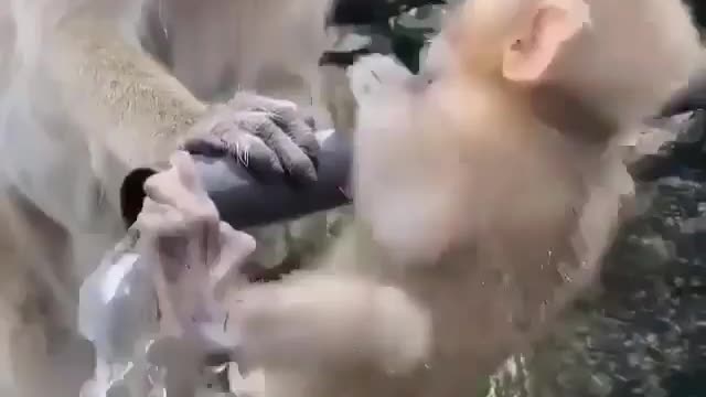 A monkey drinking water