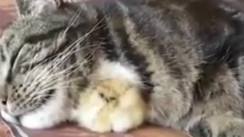 Sleep cat and bird