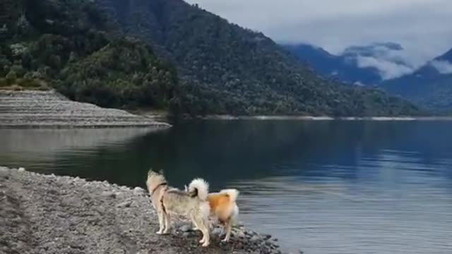 Huskies in the river