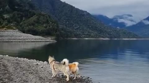 Huskies in the river