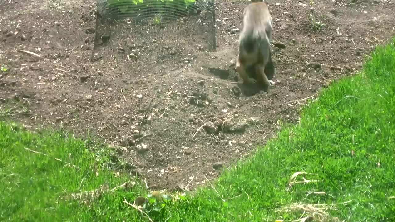 Rabbit taking a dust bath