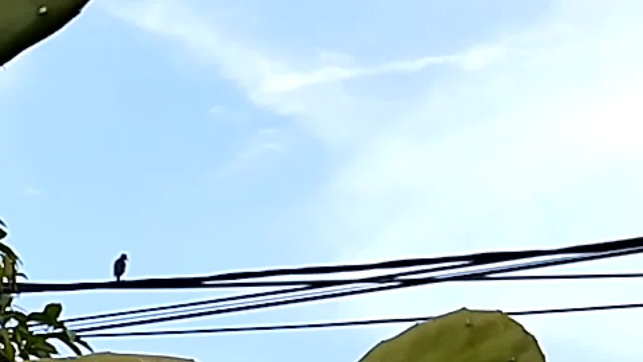 BIRD ON A WIRE.