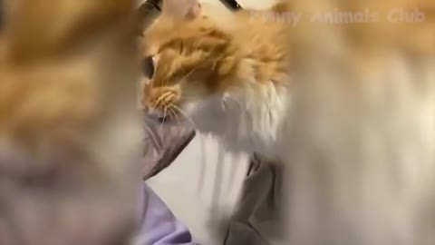 Funny And Cute Pets Doing Things - Funny Dogs 🐶 And Cats 😹 Reactions 🤣