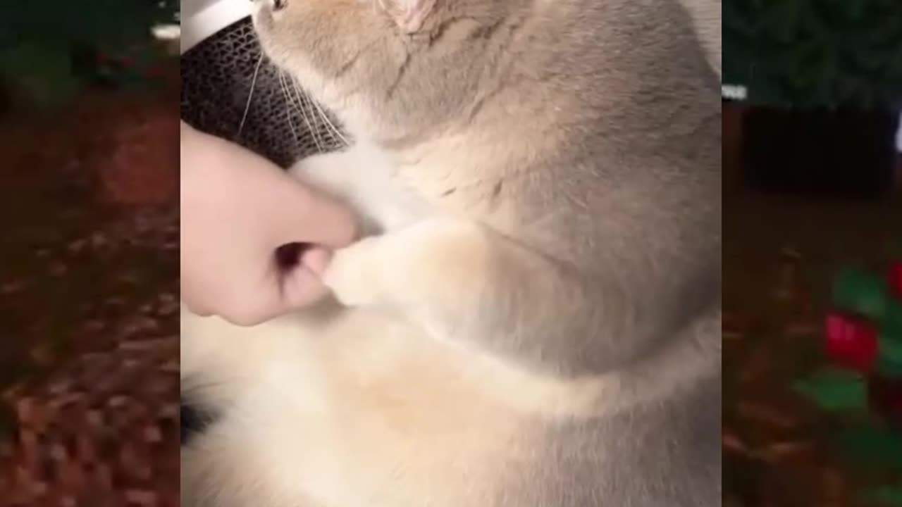 The Cat is Mad😂