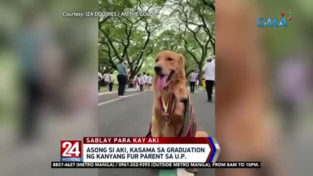 Asong si Aki, kasama sa graduation ng kanyang fur parent sa U.P. 24 Oras