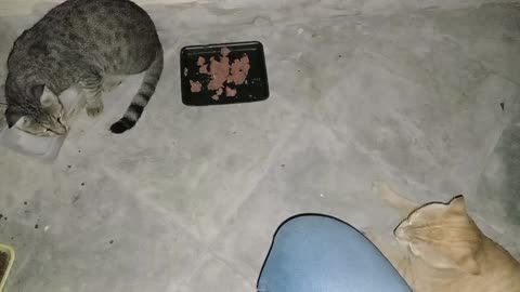 MICHAEL JACKSON & ED SHEERAN - Homeless cats in Ras Al Khaimah, UAE #cat #EdSheeran #MichaelJackson