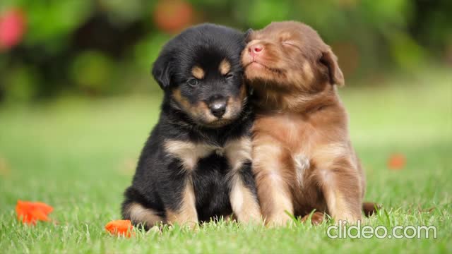 Cute Pets puppy pup dogs spotted black and white playful