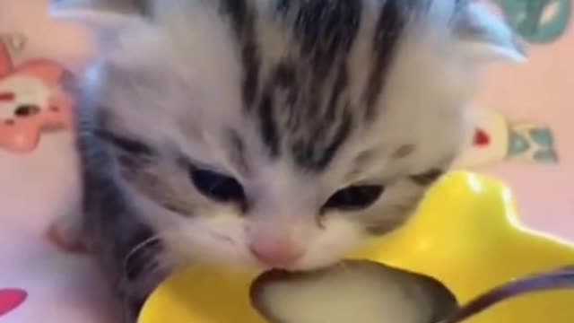 the kitten is eating milk | cute kitten video