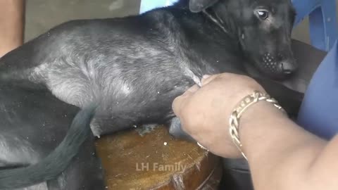 Kindly man rescues an abandoned dog with many ticks (1)