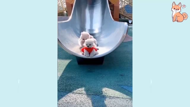 The world's best dog part 2