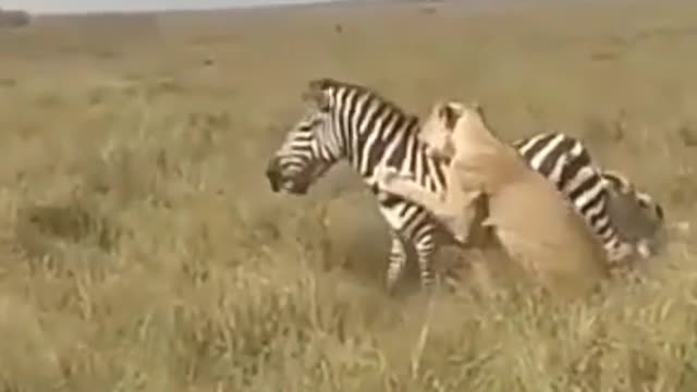 Leoas atacando zebra