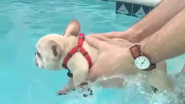 A very flexible dog.