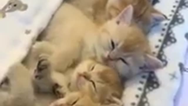 Cute Cats funny video compilation