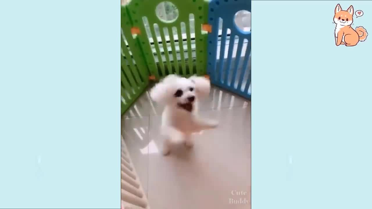 omg this dog is a world class dancer!