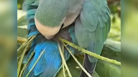Tropical bird putting leaves on its feathers