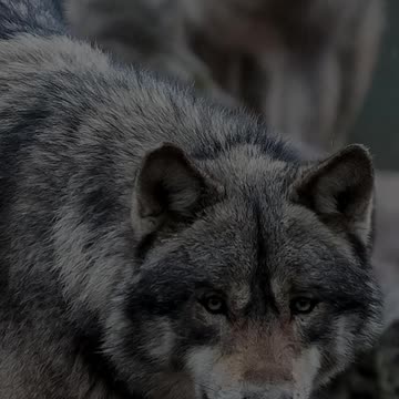 ЖИЗНЬ ПО ПРАВИЛАМ ВОЛКА #shorts #tompitai #томпитай