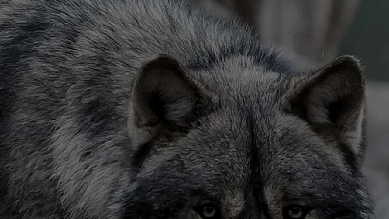 ЖИЗНЬ ПО ПРАВИЛАМ ВОЛКА #shorts #tompitai #томпитай