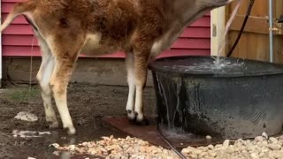 This cow is multitasking