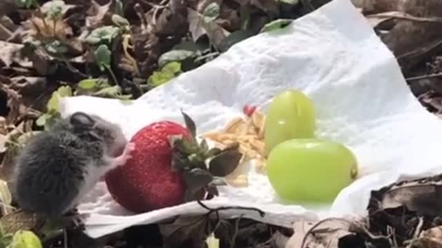 That’s probably the best food day that mouse has had or will have...