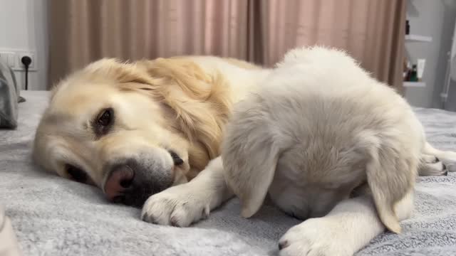 Puppy Loves Kisses with Golden Retriever