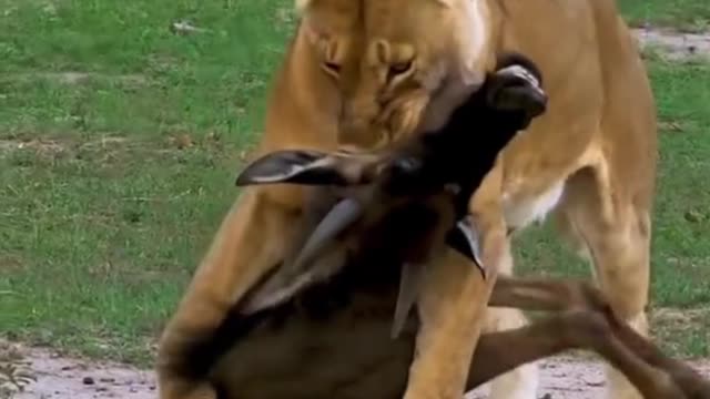 When a lion bites its prey by the neck, it will not let go