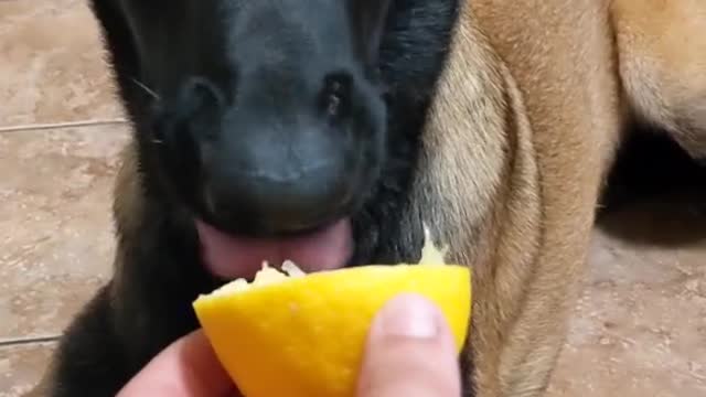 Funny dog eating lemon🤣🤣🤣🤣