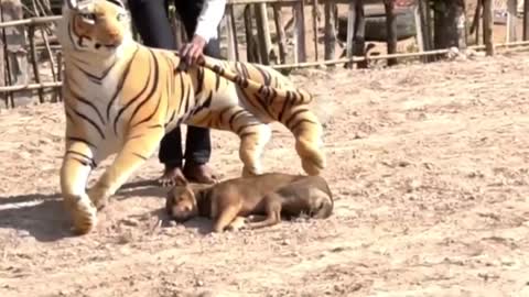 Prank Dog Funny & fake Lion and Fake Tiger