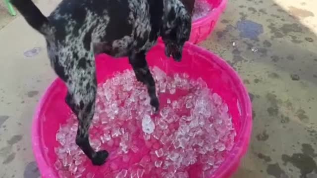 Blackjack playing in ice on a hot August day