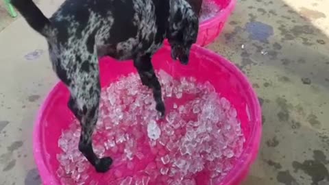 Blackjack playing in ice on a hot August day